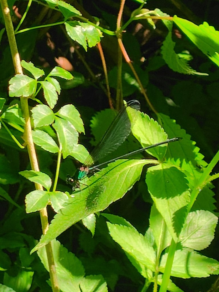 沙里仙林道、沙里仙溪、同富山/埔沙山、東埔山、阿毛巨木_2812629