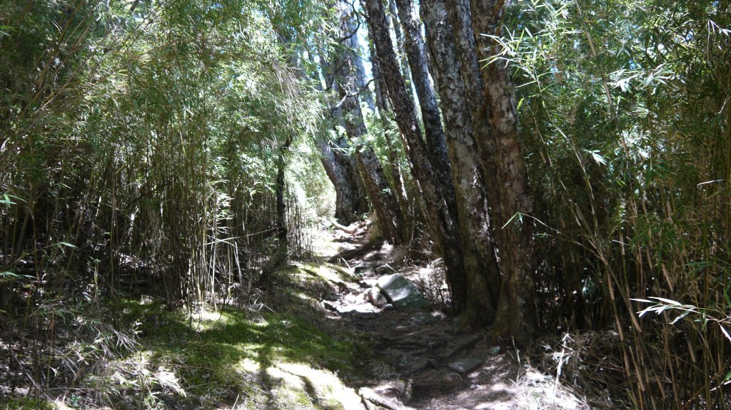 池有山單攻登山健行趣(百岳52)_1515401