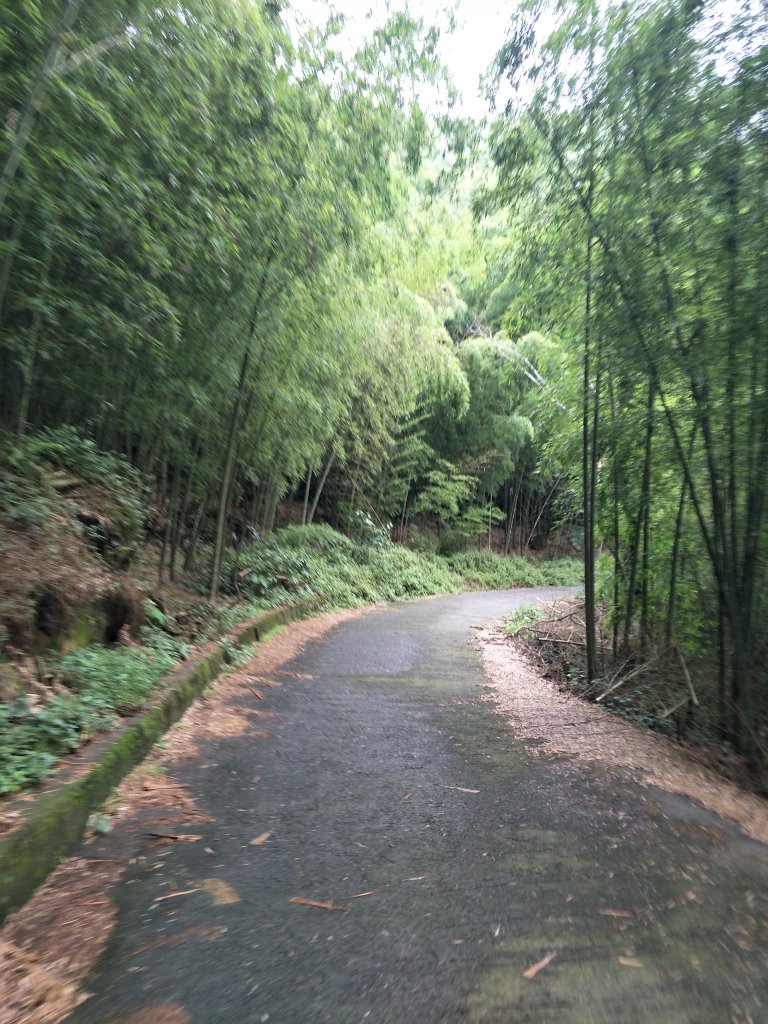嘉義百大步道：桃荀古道與大尖山_1414690