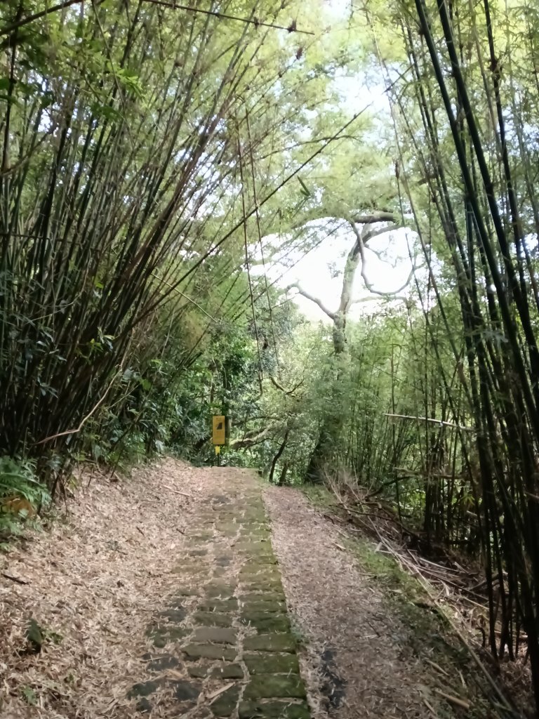 北投區清天宮步道+面天山+向天山+向天池+興福寮步道+頂青礐古道P字走_2960080