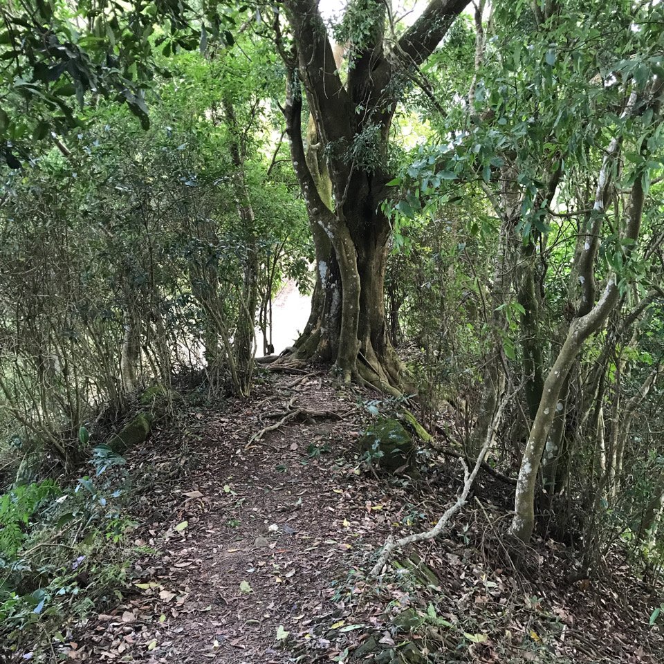 小百岳 暗影山 2022.12.19_1958897