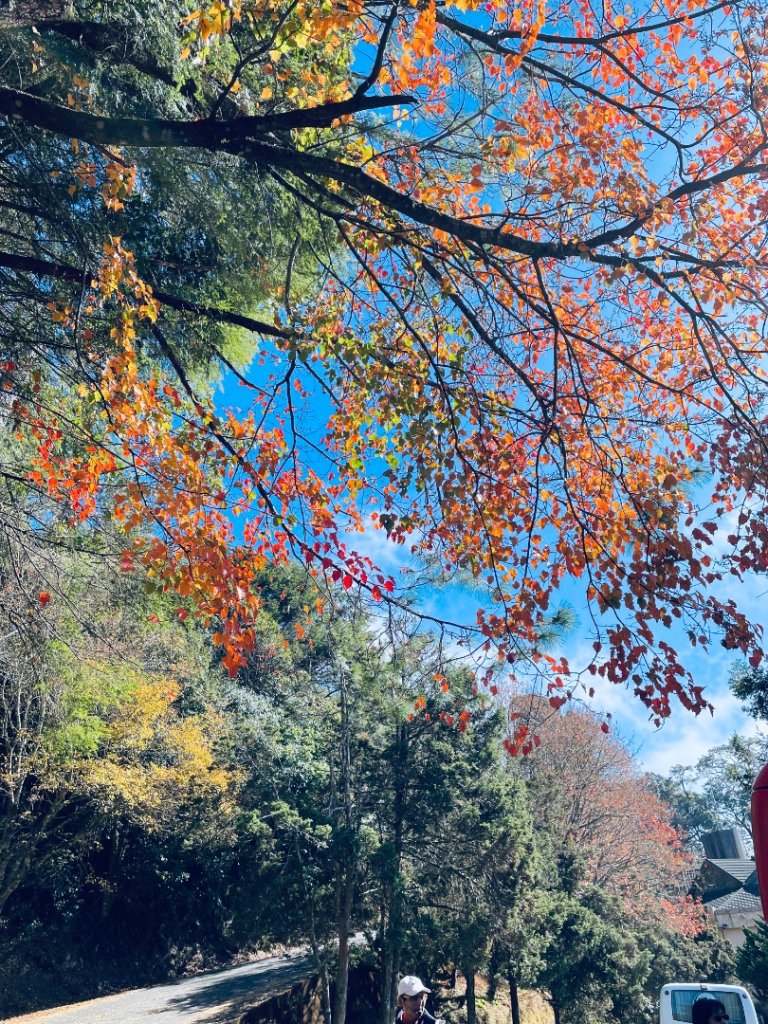 20241230 大雪山神木步道_2745378