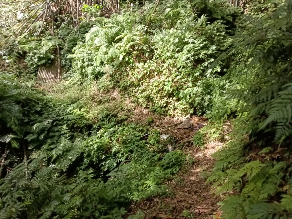 雙溪區東內平林山+上平林山+平林山去回_2952541