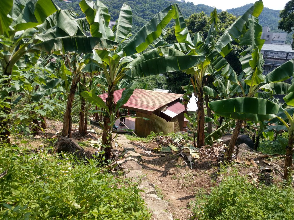 《狗殷勤古道：綠意盎然的樹蔭、潺潺流水的古圳》炎炎夏日首選_1454151