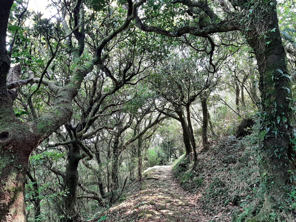 漫步枕頭山。竹子湖漫漫而行_1317372