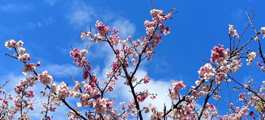 追花是簡單的快樂，賞花是恬淡的幸褔_2412787