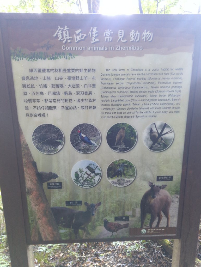 2026.01.03－鎮西堡B區神木群_2981138