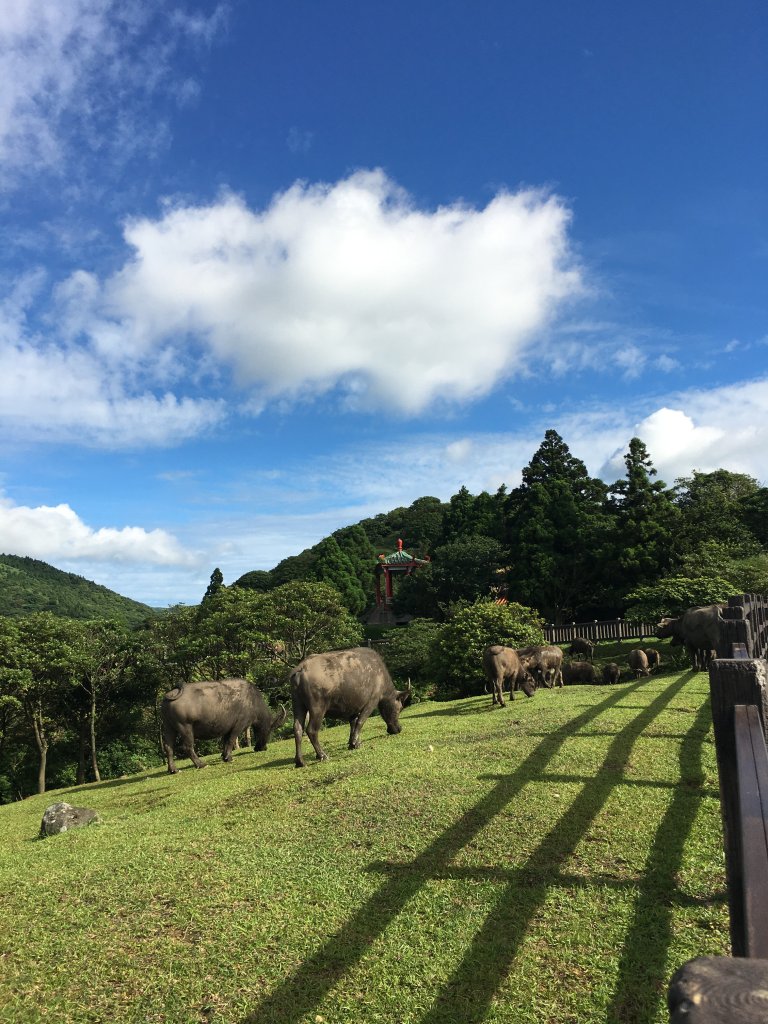 擎天崗_竹篙山_石梯嶺_995462