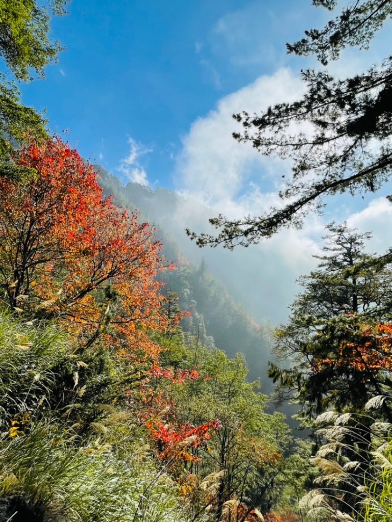 1101211大雪山230林道9.2k/雪山西稜登山口_1546741