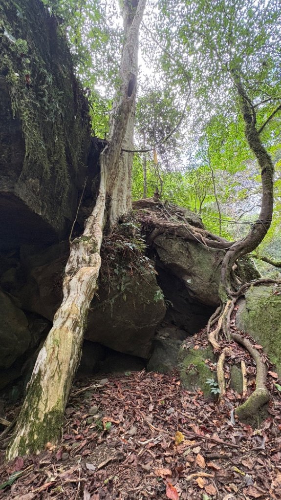 鵝黃色的優雅_2960301