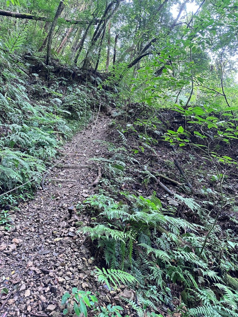 絕美柳杉林民都有山涼爽舒適_2604493