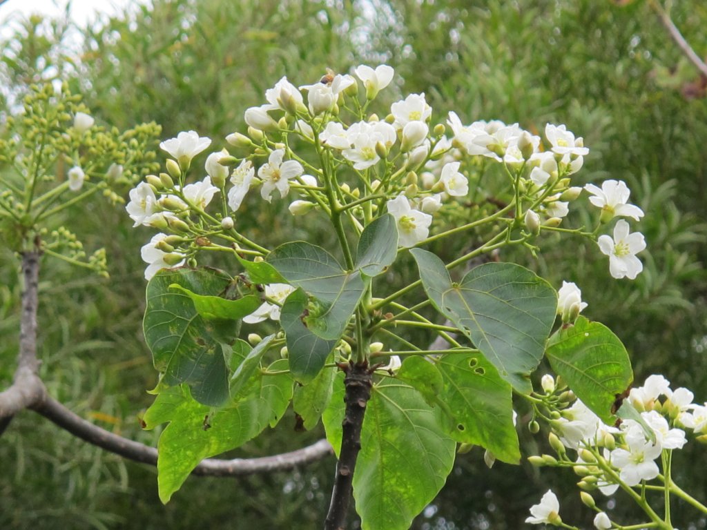 2020-03-06 大肚萬里長城步道_868645