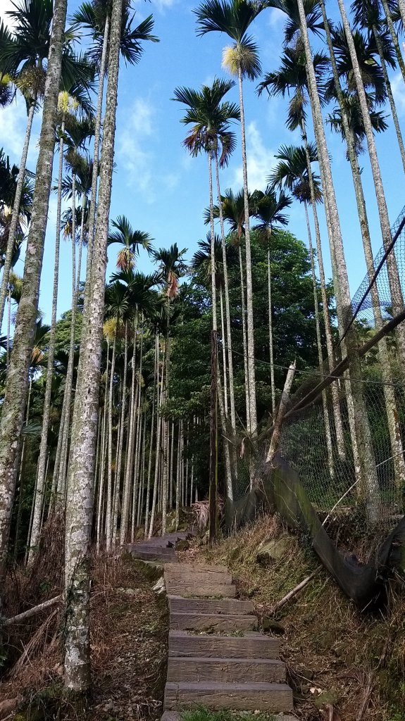 220820-後棟仔山（挑筍古道）_2160794