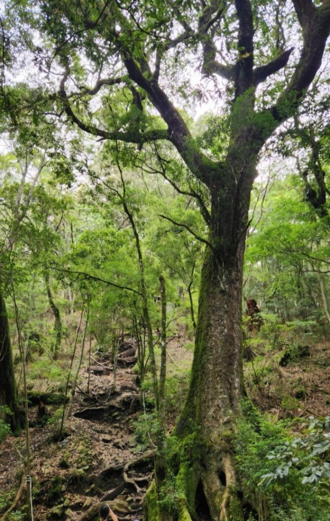【中級山】五星級步道，谷關七雄馬崙山（八壯士進，斯可巴出）_2744949