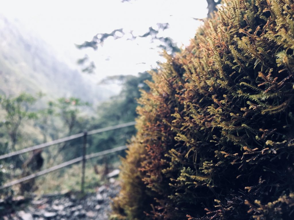 邊緣系山友:四季連放嘉明湖_550236