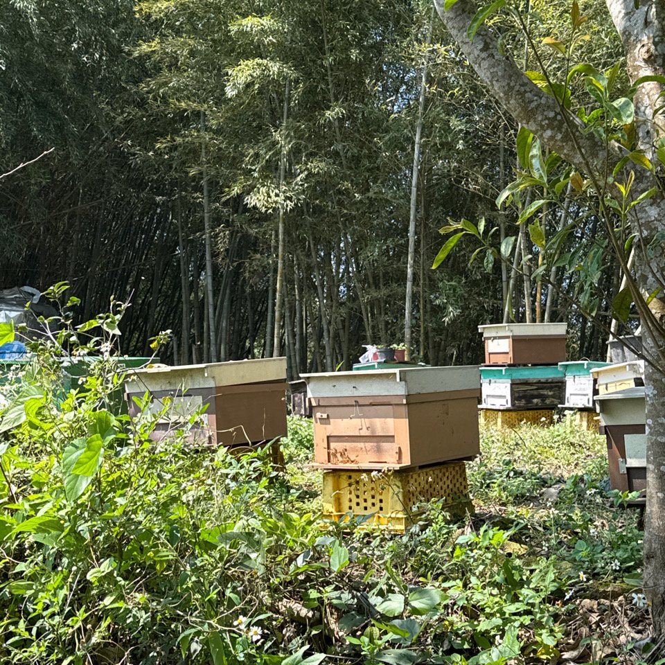 20250308古坑後棟山涼亭、挑筍古道_2730476