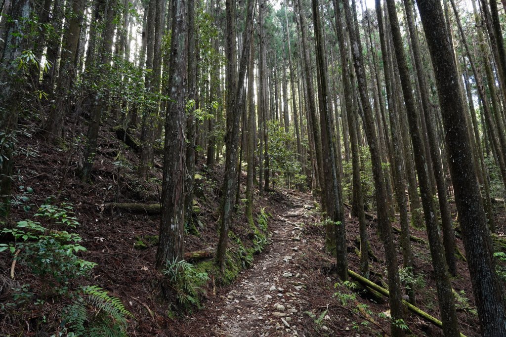 台中 和平 馬崙山_2796947