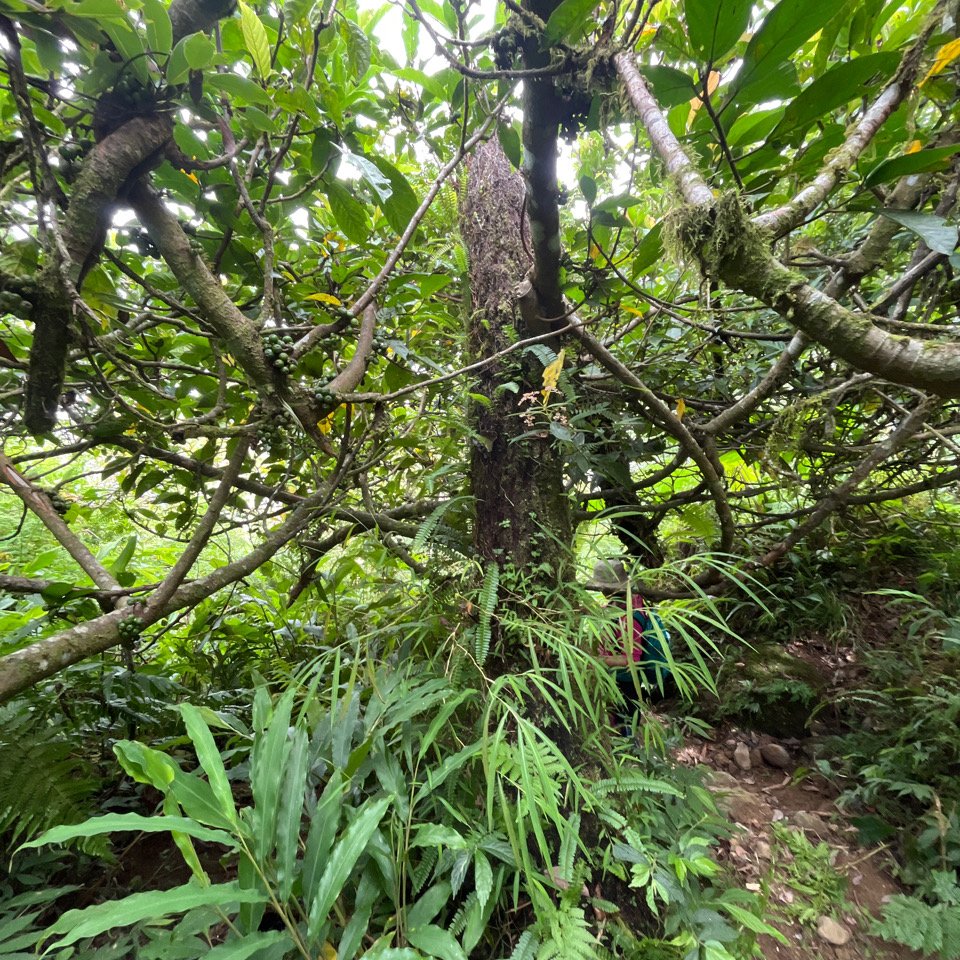 20251012_八里灣山（花蓮小百岳）_2941305