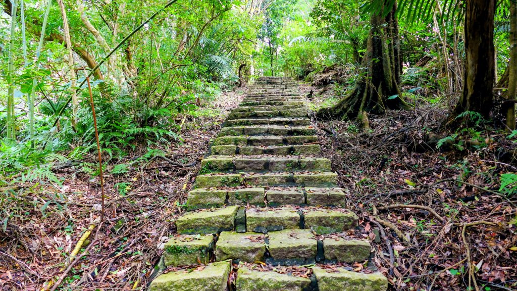 鵝尾梯田櫻花巷_2989275