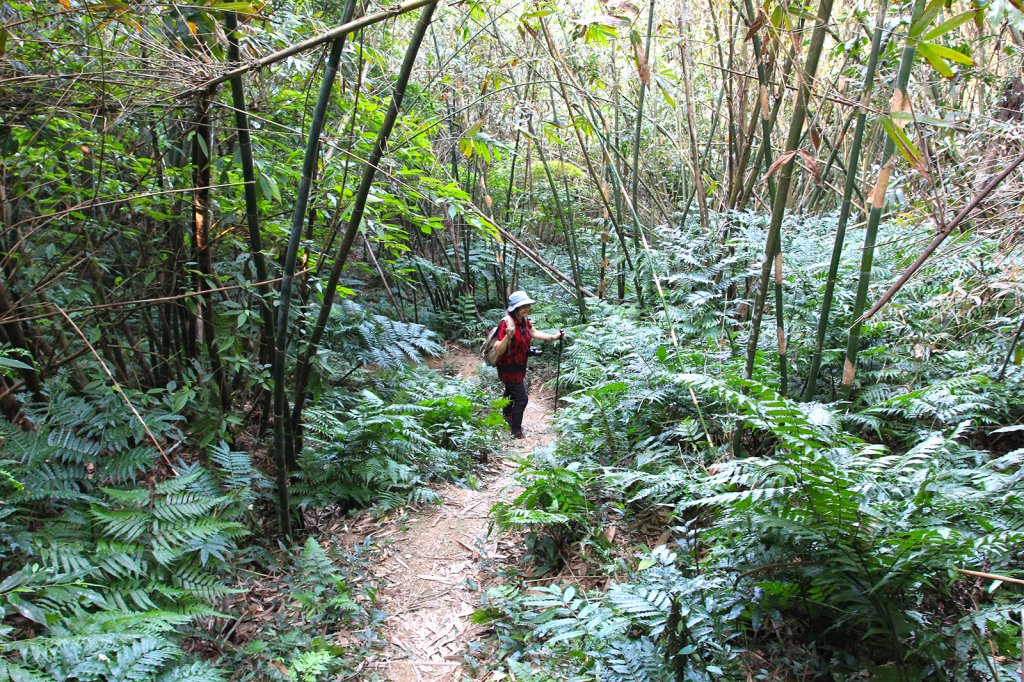 總督府步道.頭寮山_752462