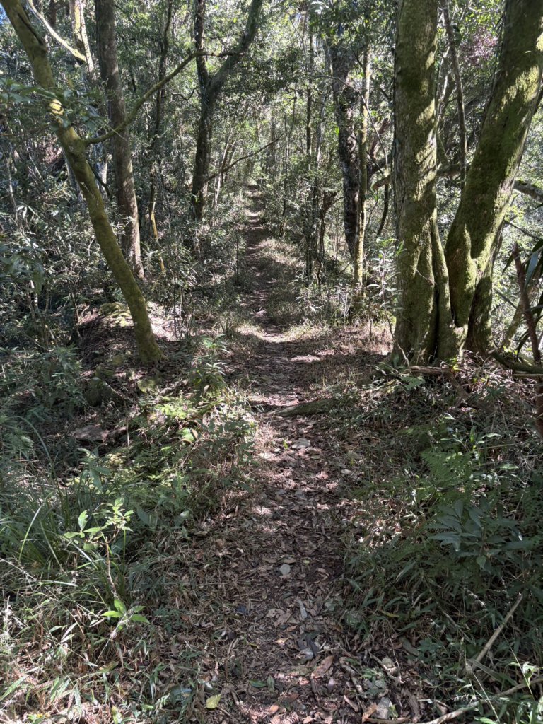 20251116鳴海山、網子山登山步道_2938406