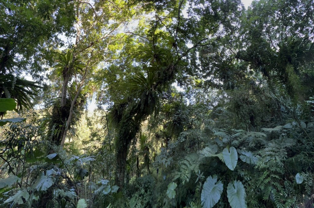 大溪金面山_1967432