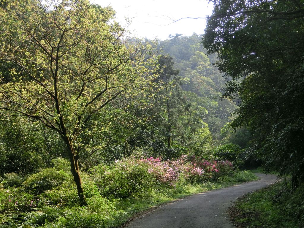 平湖森林步道．內平林山_109274