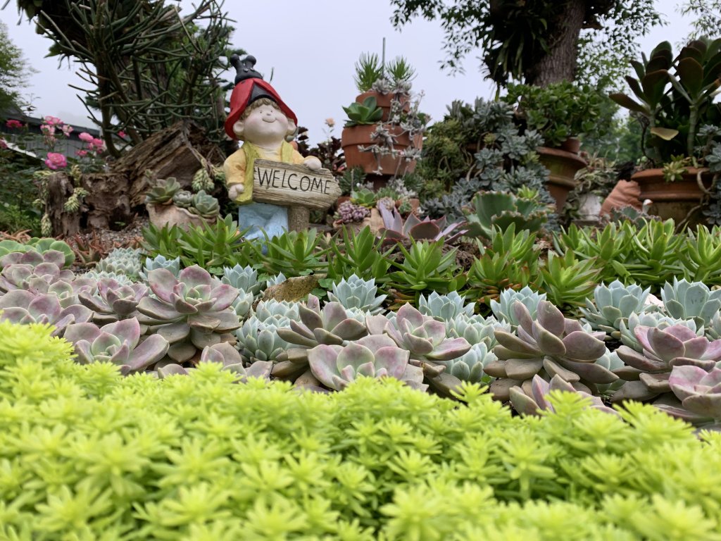 20250426苗栗火炎山_2772984