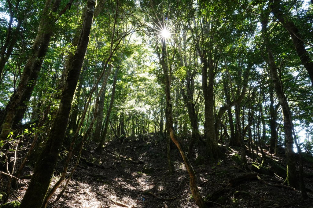 新竹 尖石 芝生毛臺山、虎禮山_2903157