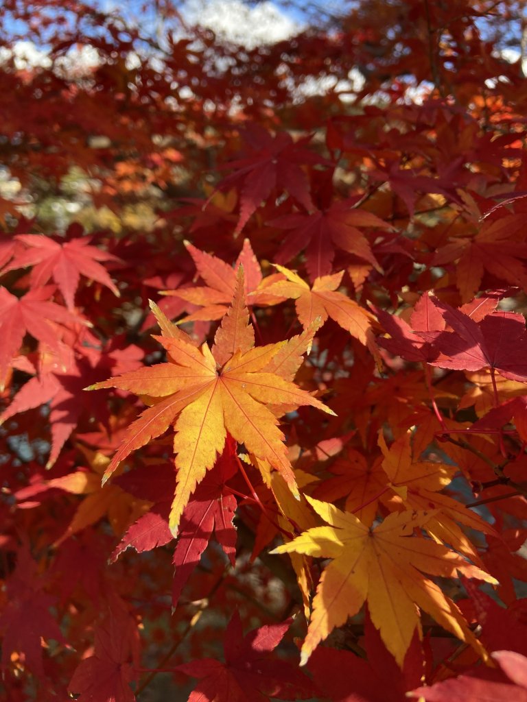楓之絆----京都大阪賞楓_2967328