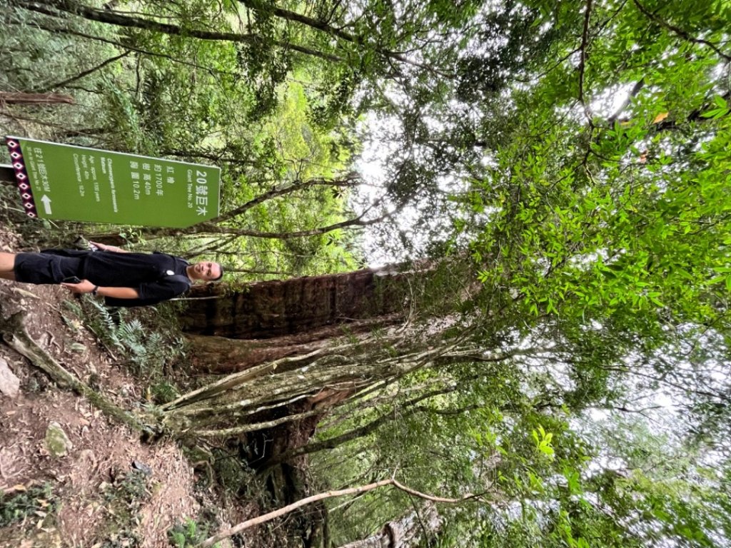 2022.08.22-拉拉山神木群步道_2013581