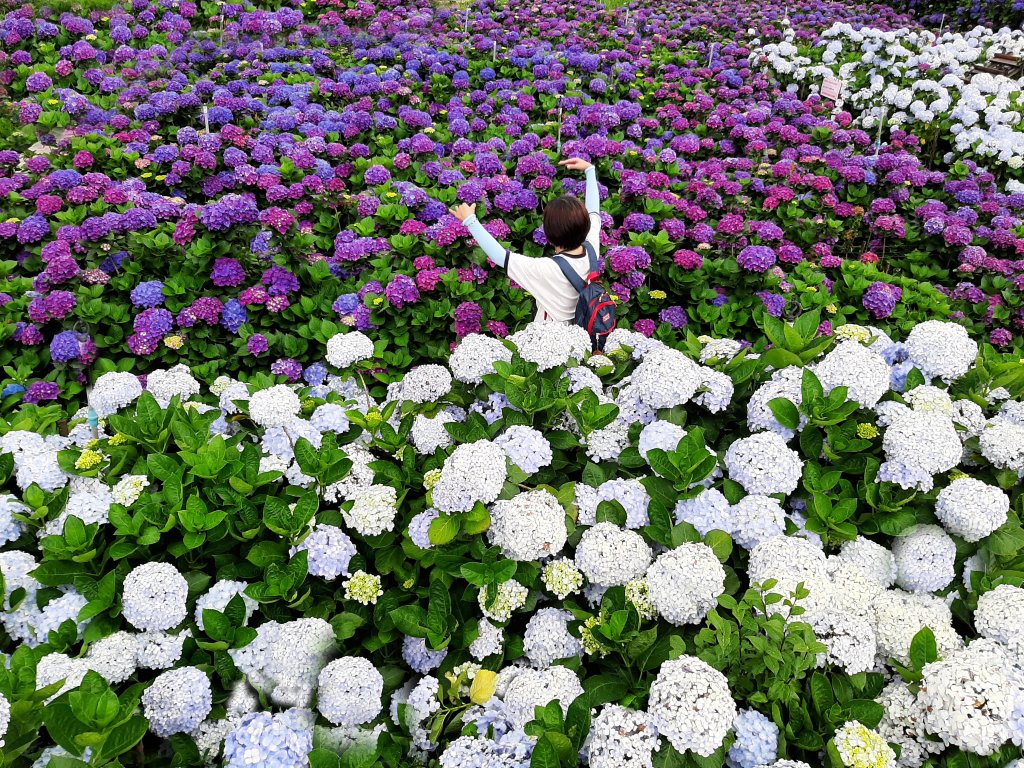 繡球花田繽紛多彩。雲霧飄緲群山間_989357