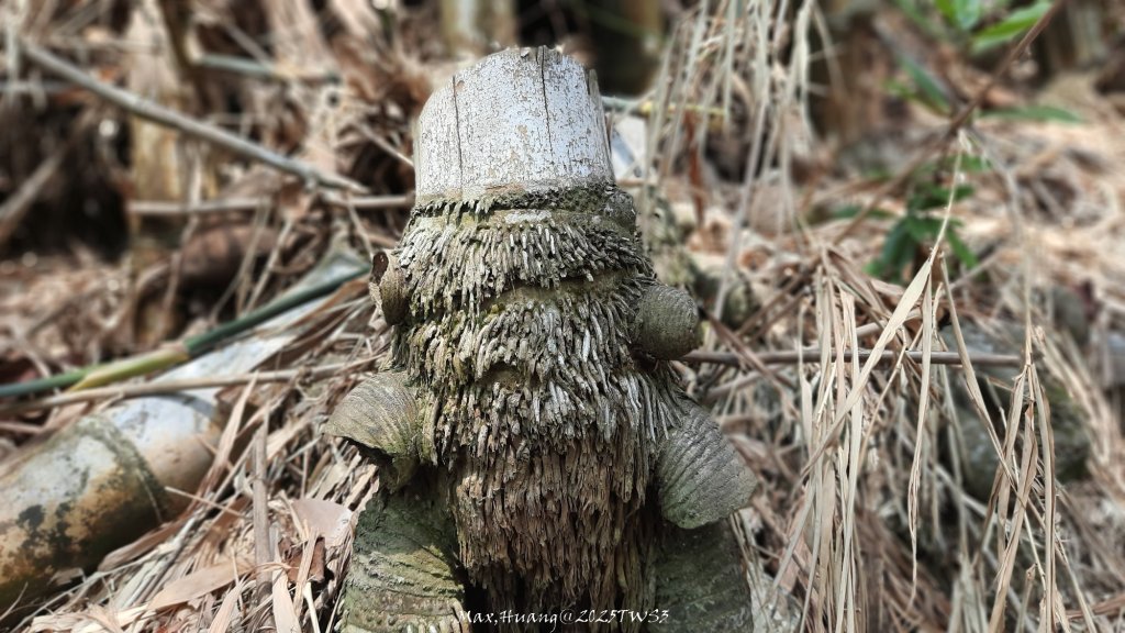 《南投》峰峰相連｜草屯九九峰森林步道O型20250906_2879243