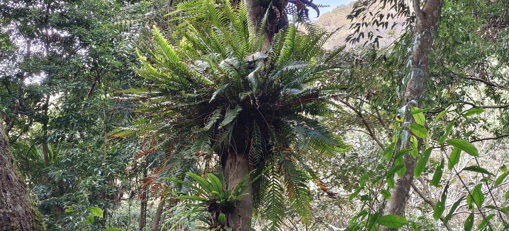 2026/01/01_雪山坑環線步道O型_2978097