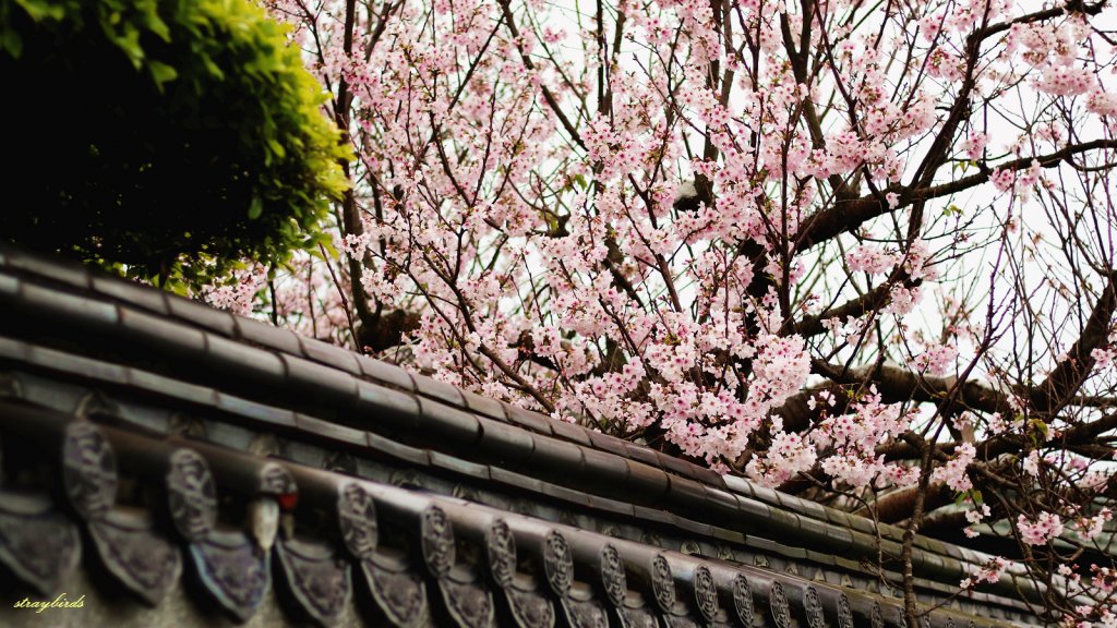櫻花季的尾聲~在東方寺慢慢的品花落的聲音_910690
