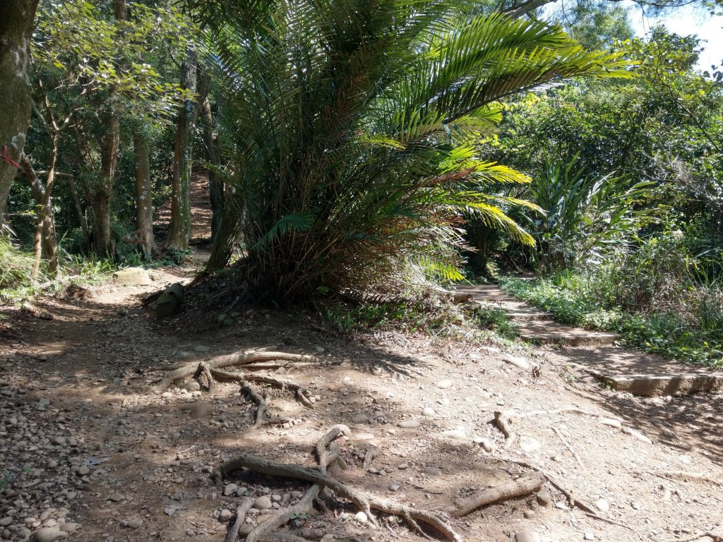 新竹飛鳳山(中坑山)小百岳_880246