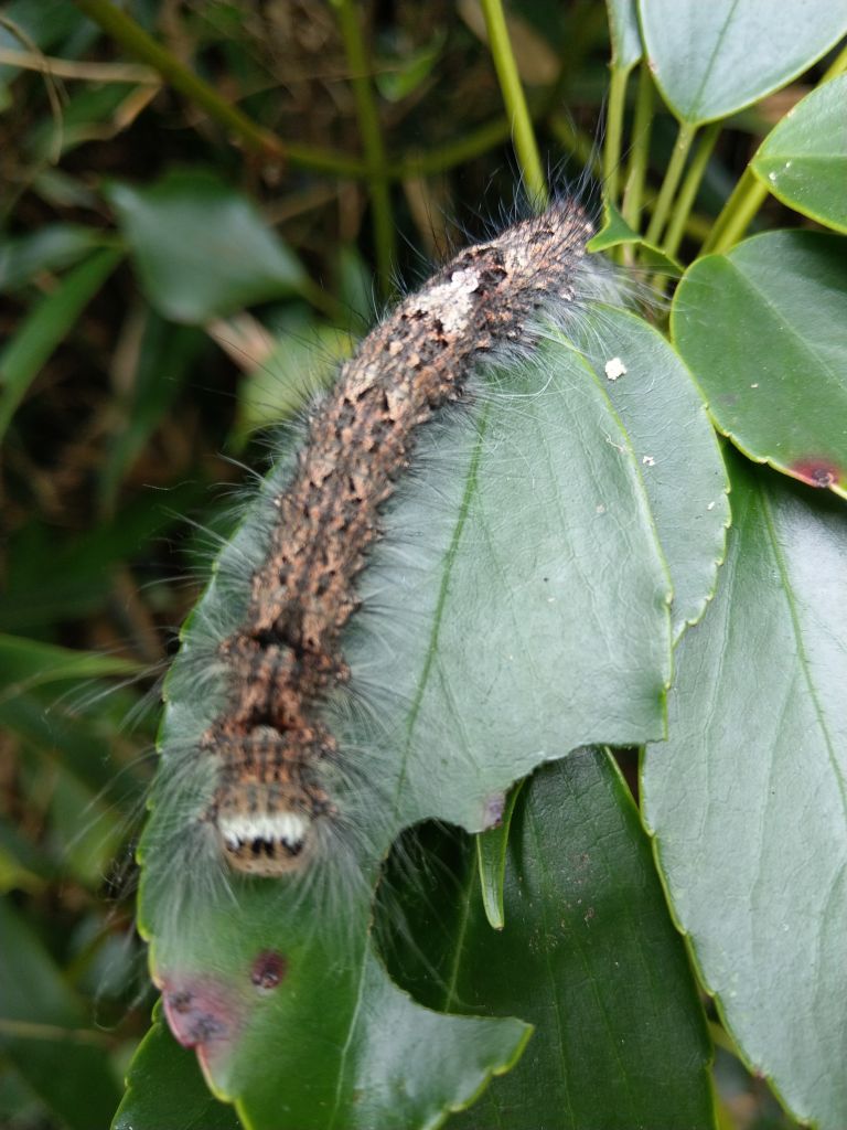 陽明山東西大縱走活動_403326