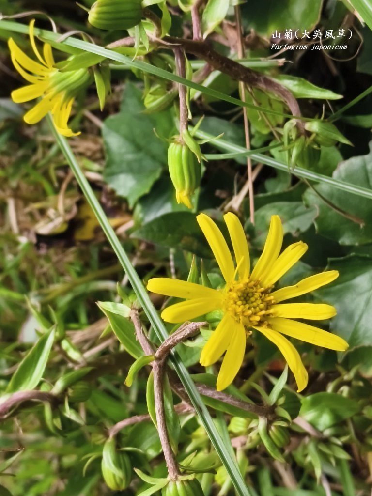 [百山百鳥尋旅-11/15] 2025_0927 大屯主峰-連峰步道_大屯山南峰_2899333