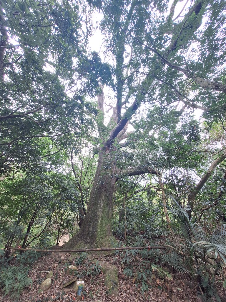 飛龍步道(崇聖亭起登)20240122封面圖