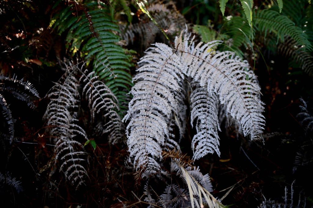 谷關七雄：新山馬崙山_178250