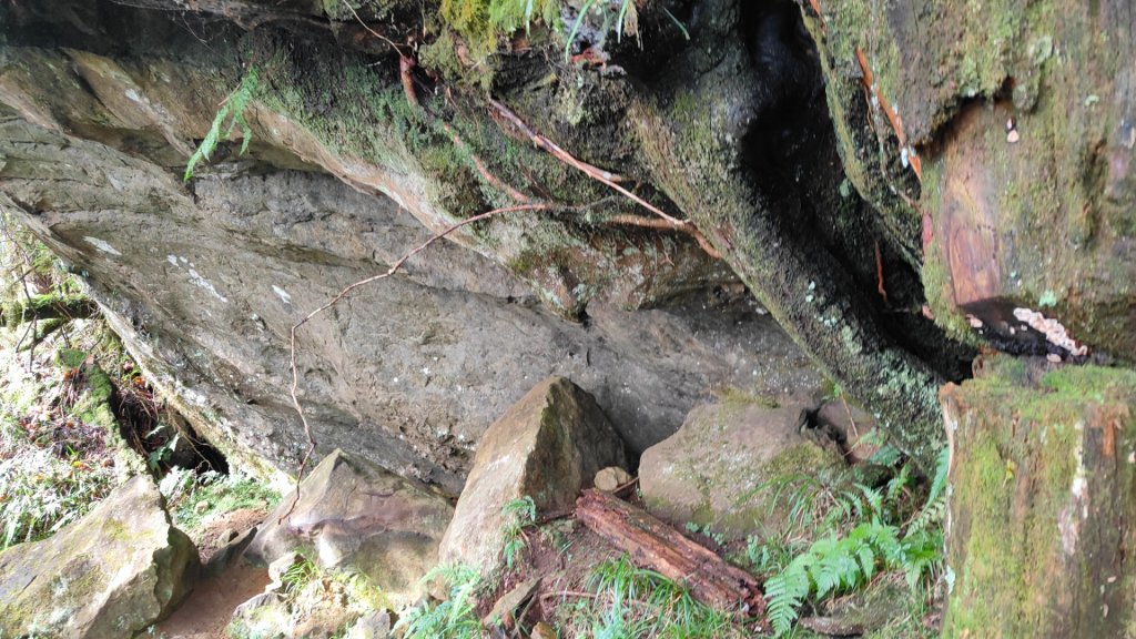 大塔山探勘大塔山最高峰(光頭兄) O繞順走大塔山西峰艱難路線下溪谷 2024年8月11日封面圖