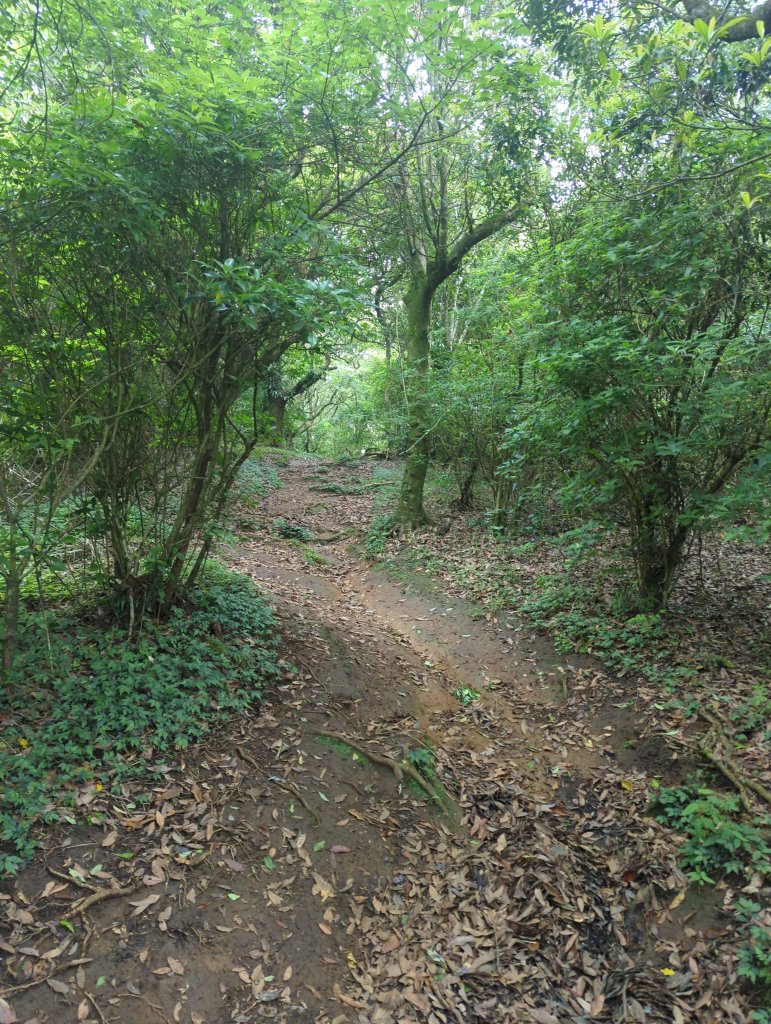 2025.05.17－大屯山步道下清天宮_2790042