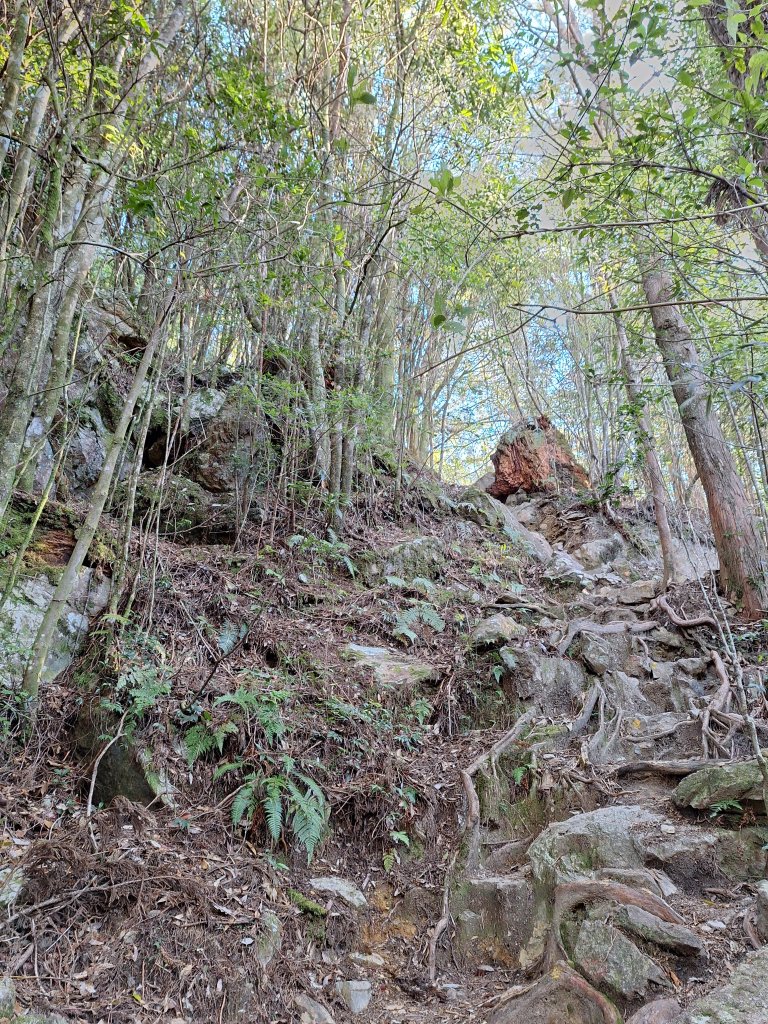 稍來神木+稍來山+稍來山南峰O型20241229_2678993