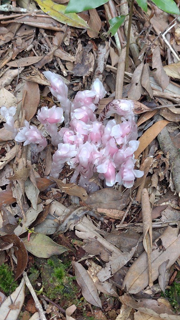 溪頭鳳凰山封面圖