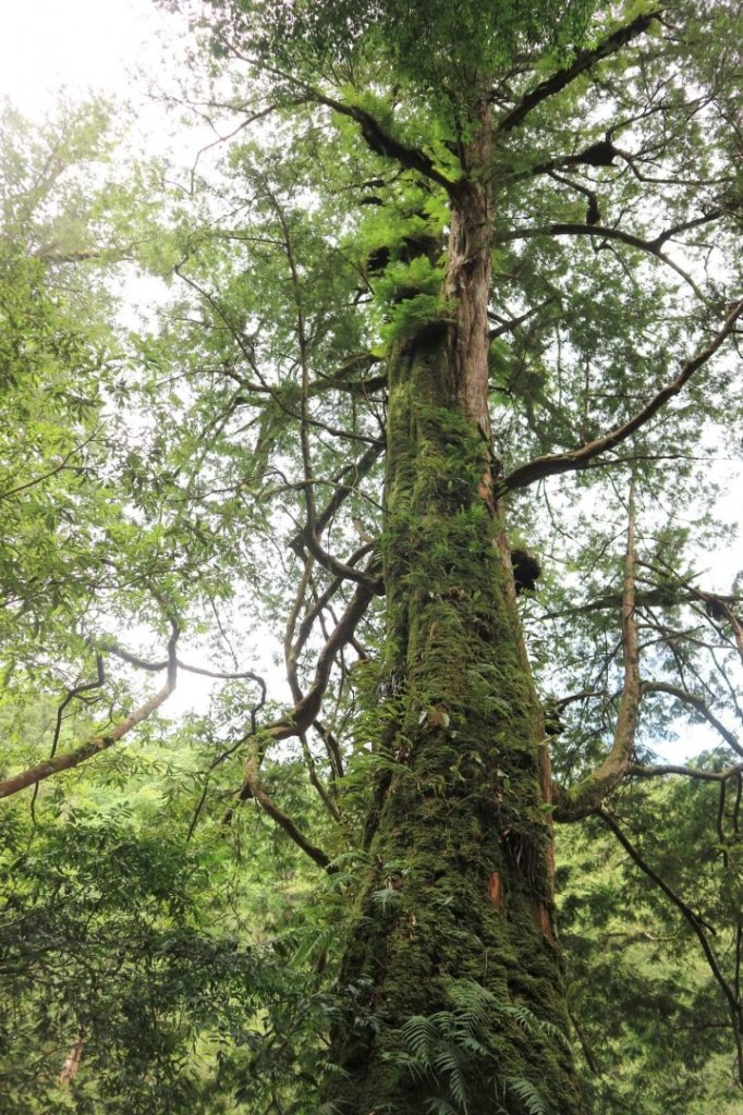 〔桃園復興〕拉拉山巨木，史詩級魔幻森林，75公頃紅檜 扁柏森林浴_2237058