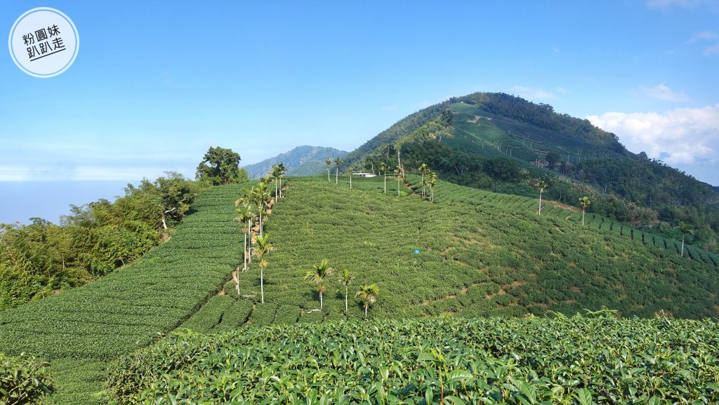阿里山山脈越嶺步道大串走D2_543680