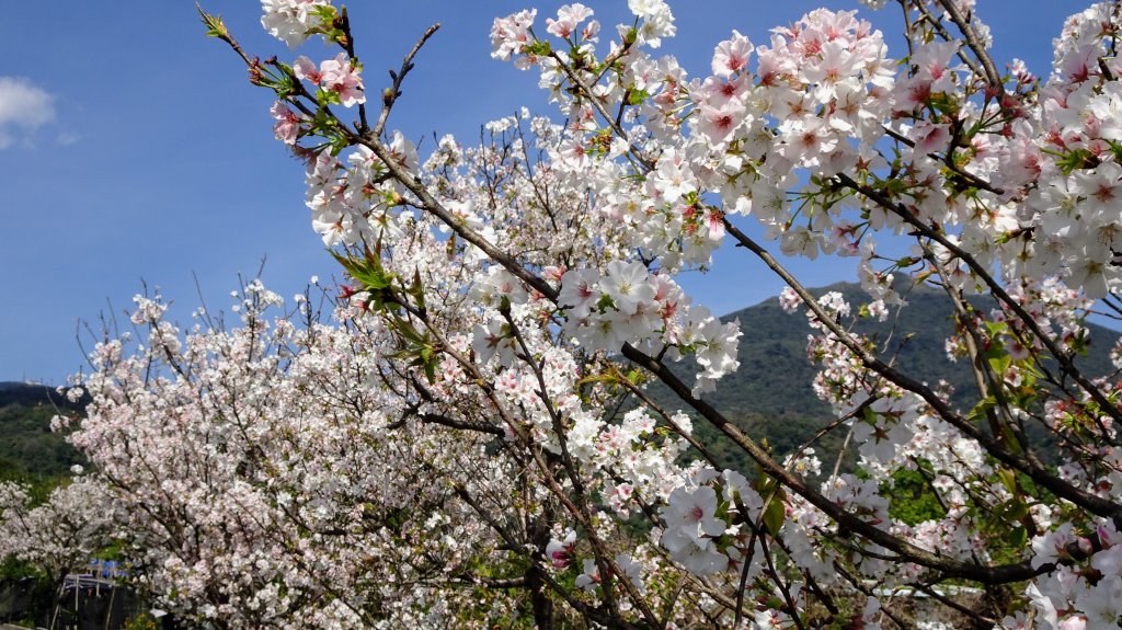 十八份水圳_1277587