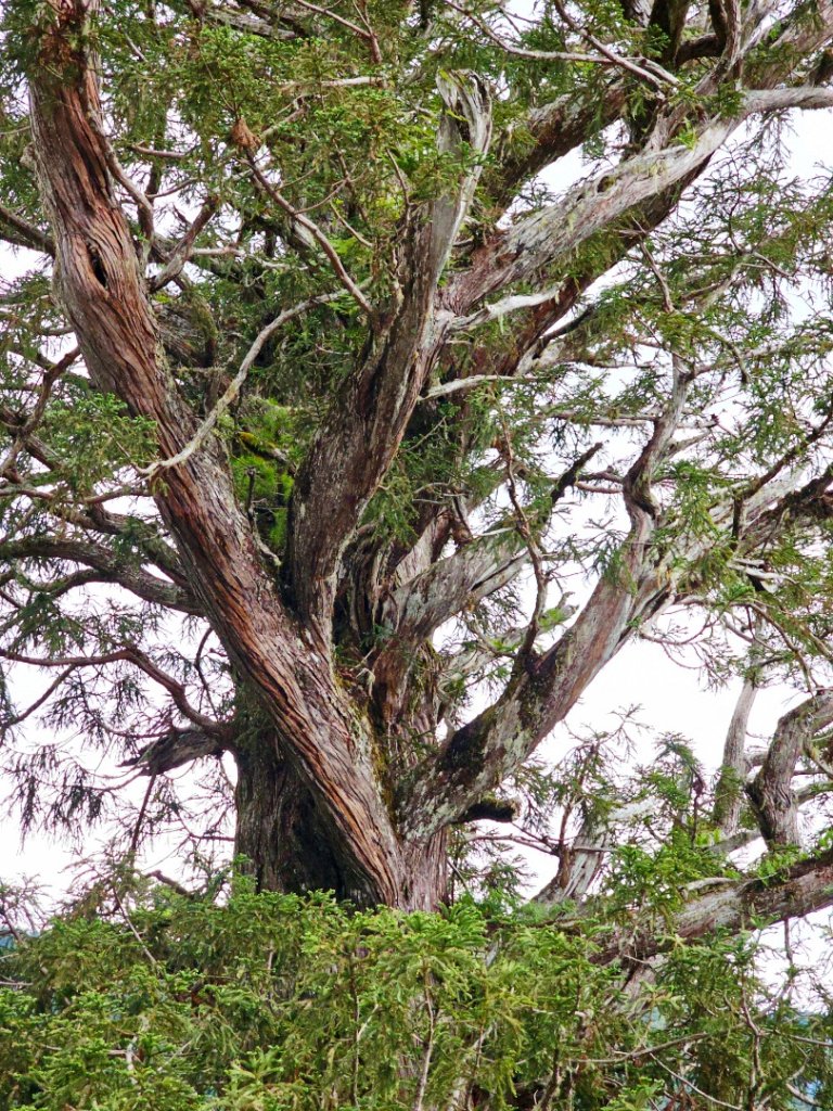 卡拉寶山-小百岳#86-花蓮縣秀林鄉_2796156