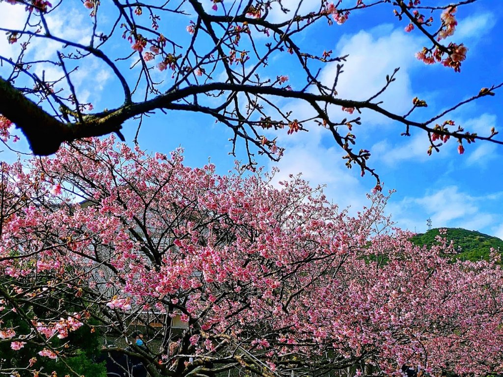 【2022櫻花季】陽明山平菁街櫻花季開跑_1586021