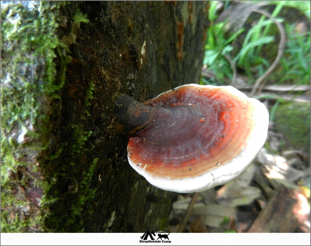 新北烏來福山植物園_259860